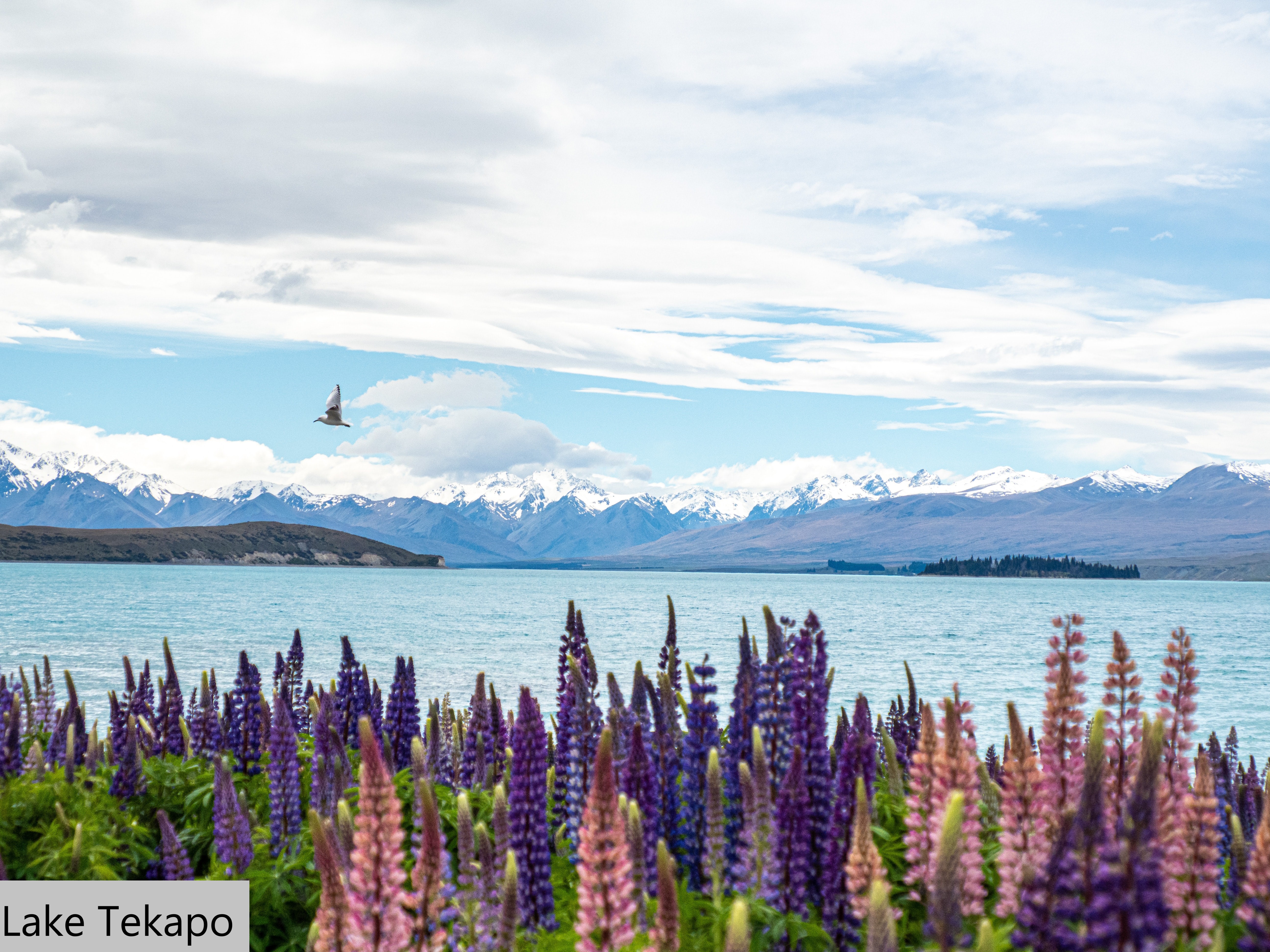 Tekapo